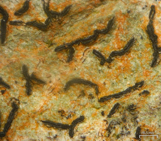 Graphis lineola