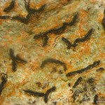 Graphis lineola