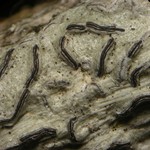 Graphis pseudocinerea