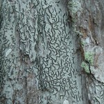 Graphis sauroidea