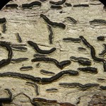 Graphis sauroidea