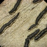 Graphis sauroidea