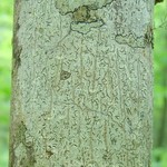 Graphis scripta