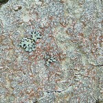 Graphis scripta