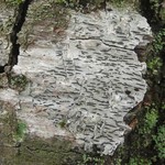 Graphis scripta