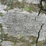 Graphis scripta