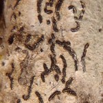 Graphis striatula