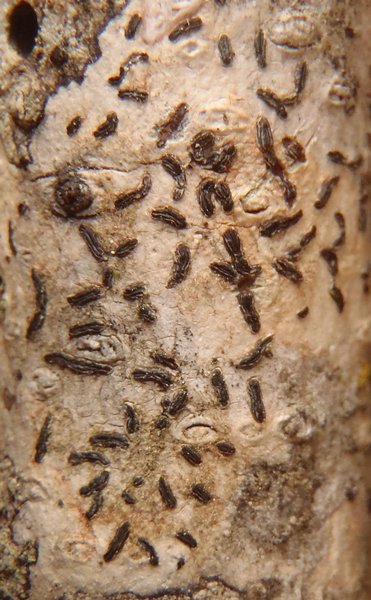 Graphis striatula