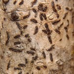 Graphis striatula