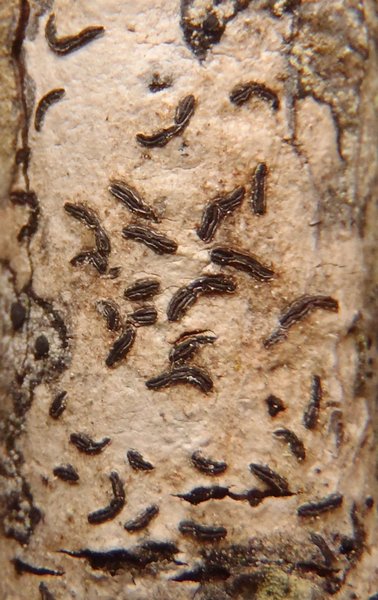 Graphis striatula