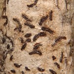 Graphis striatula