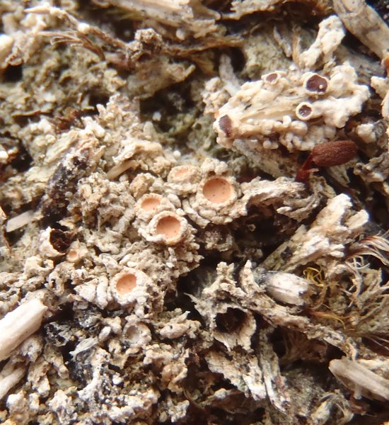 Gyalecta foveolaris