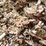 Gyalecta foveolaris
