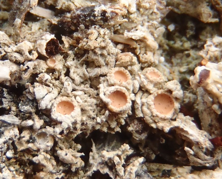 Gyalecta foveolaris