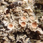 Gyalecta foveolaris