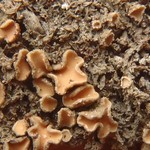 Gyalecta friesii