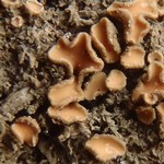 Gyalecta friesii
