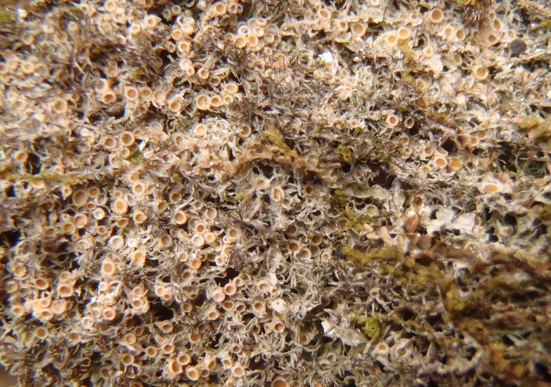 Gyalecta geoica