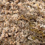 Gyalecta geoica