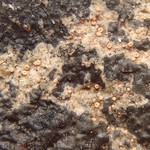 Gyalecta jenensis