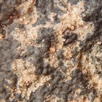 Gyalecta jenensis