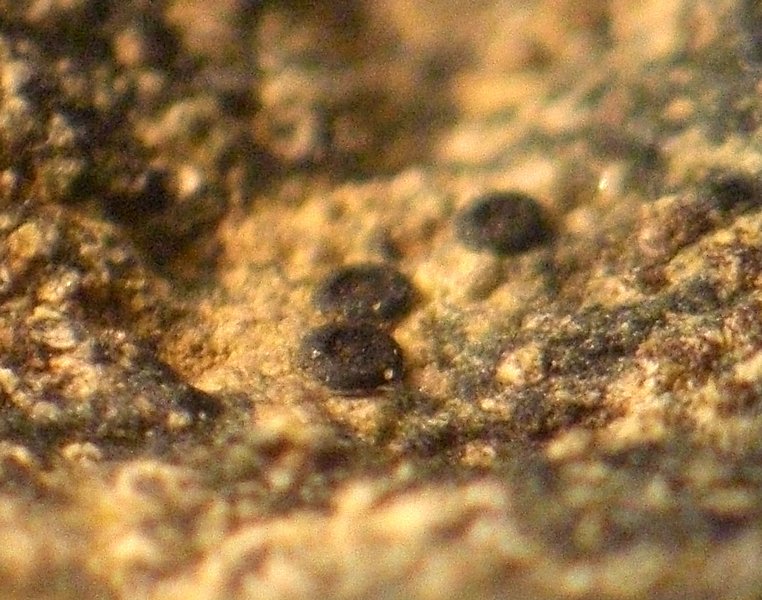 Gyalidea lecideopsis var. eucarpa