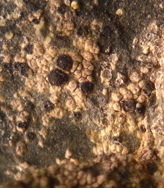 Gyalidea lecideopsis var. eucarpa