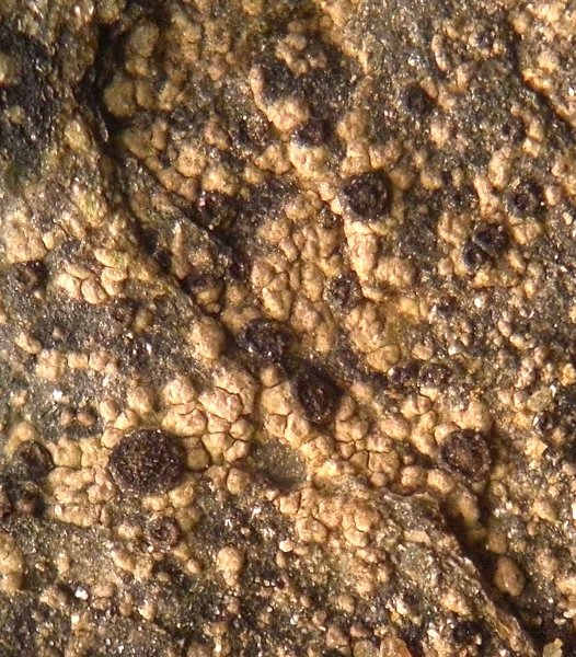 Gyalidea lecideopsis var. eucarpa