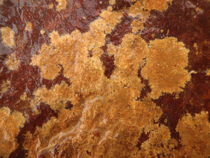 Gyalidea subscutellaris