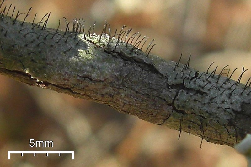Gyalideopsis buckii