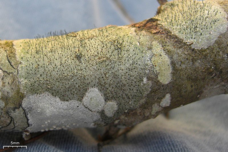 Gyalideopsis buckii
