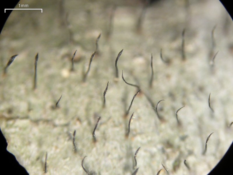 Gyalideopsis buckii