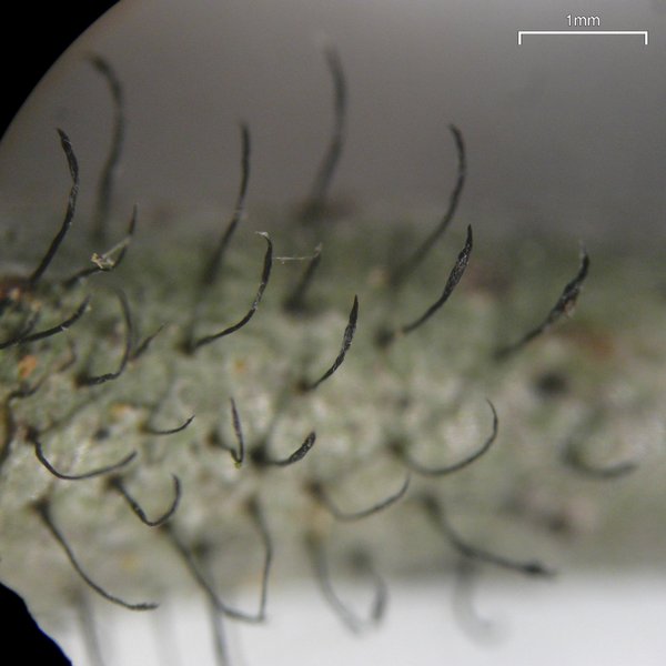 Gyalideopsis buckii