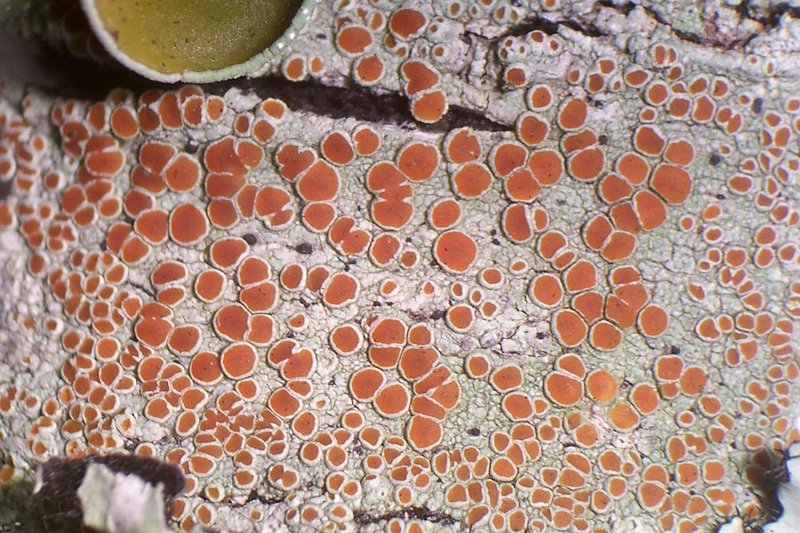 Haematomma accolens