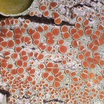 Haematomma accolens