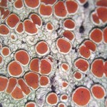 Haematomma accolens
