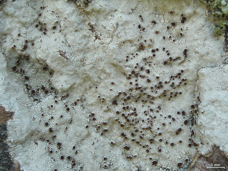 Haematomma fenzlianum