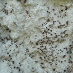 Haematomma fenzlianum