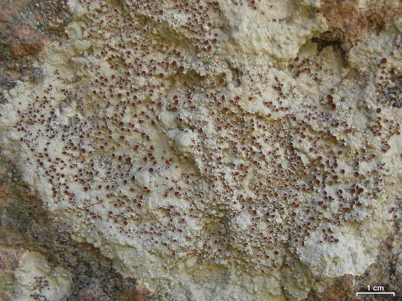 Haematomma fenzlianum