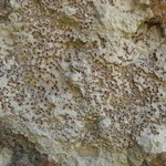 Haematomma fenzlianum