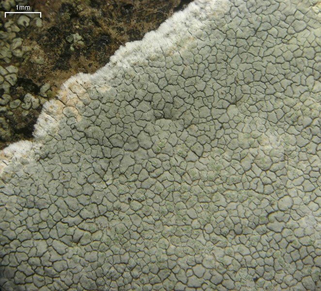 Haematomma fenzlianum