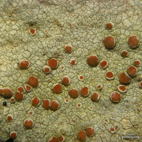 Haematomma fenzlianum