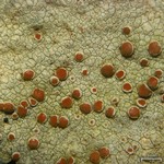 Haematomma fenzlianum