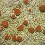 Haematomma fenzlianum