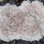 Haematomma fenzlianum