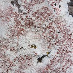 Haematomma fenzlianum