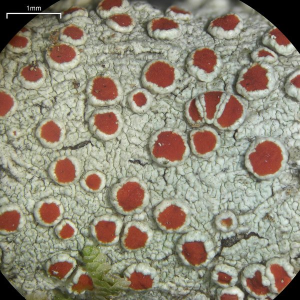 Haematomma flexuosum