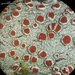 Haematomma flexuosum