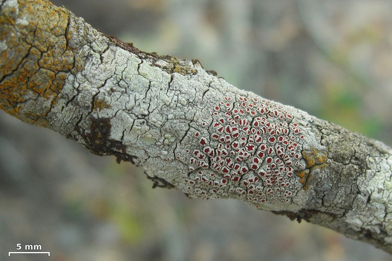 Haematomma flexuosum