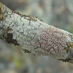 Haematomma flexuosum